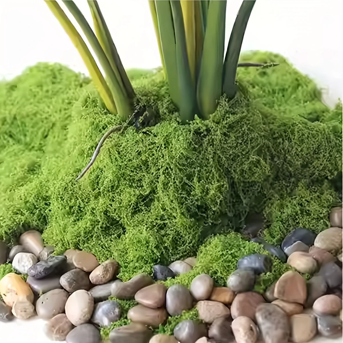 50g Fake Moss DIY Crafts Grass - Sphagnum Moss Dry reseña y precio