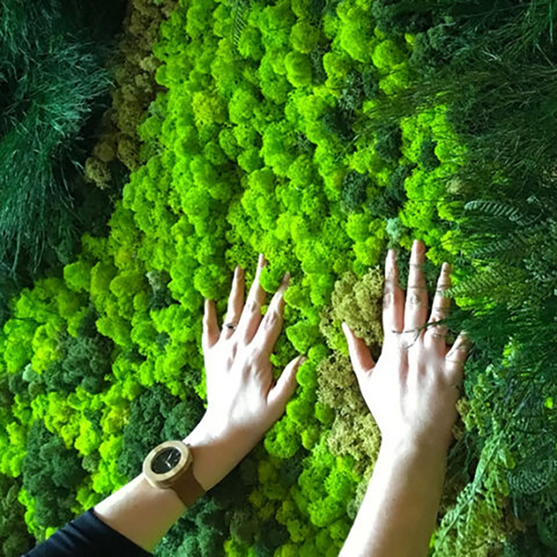 40/20g Artificial Immortal Mos - Sphagnum Moss Dry reseña y precio
