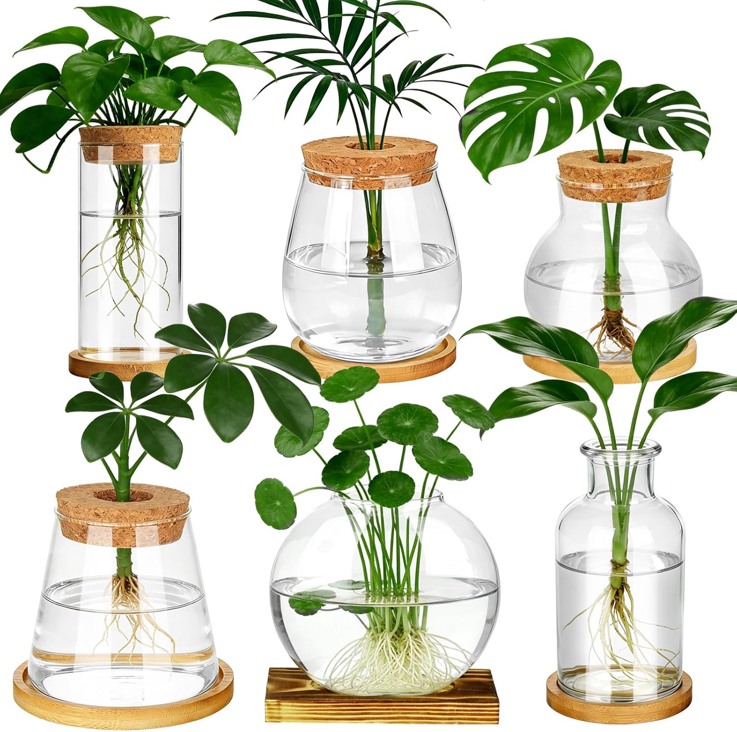 6 Pcs Plants Propagation Stati - Propagation Station Vase reseña y precio
