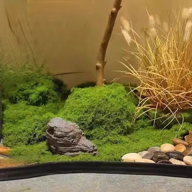 200g Eternal Life Moss DIY Cra - Sphagnum Moss Dry reseña y precio