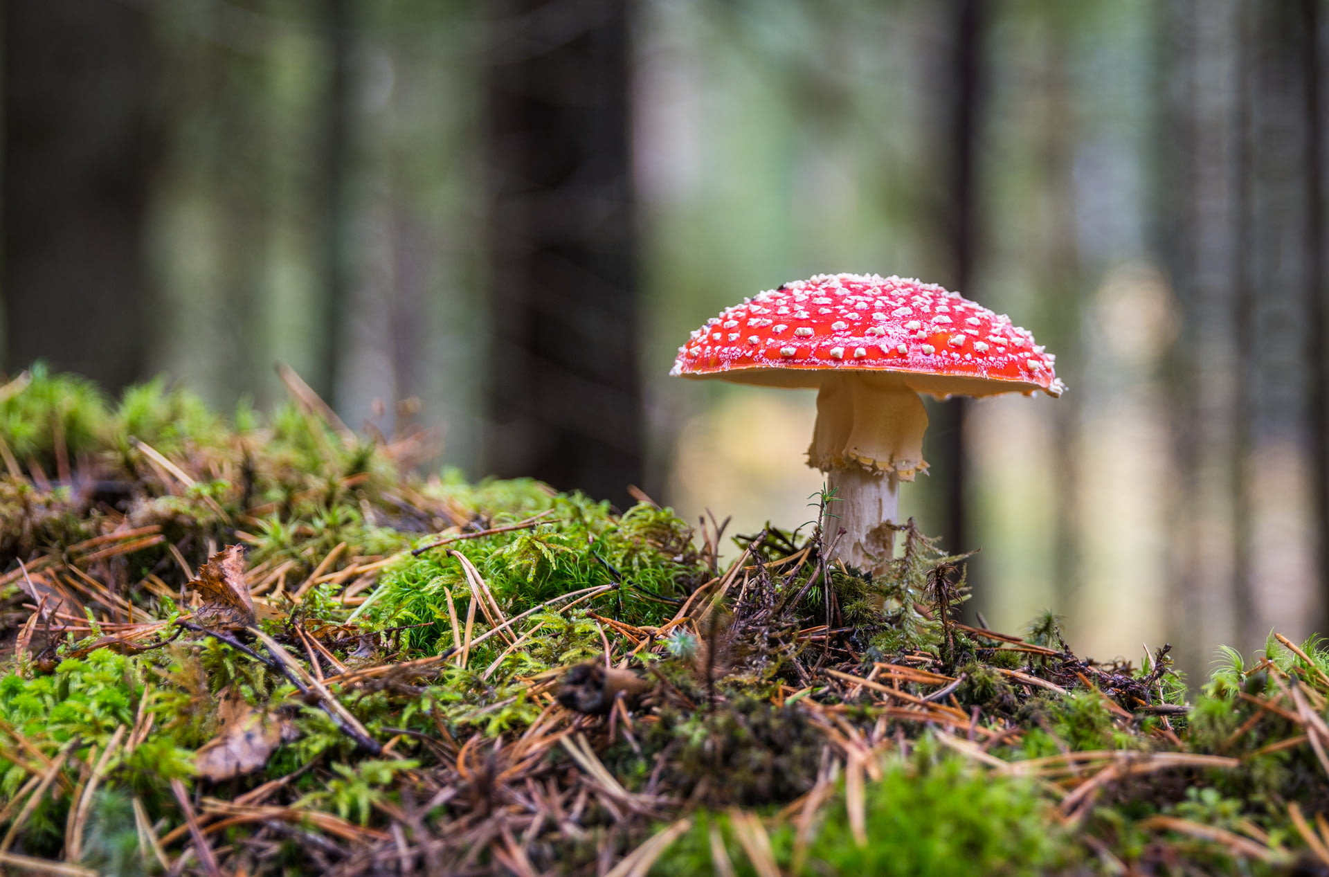 Artificial Fake Moss, Craft Mo - Sphagnum Moss Dry reseña y precio