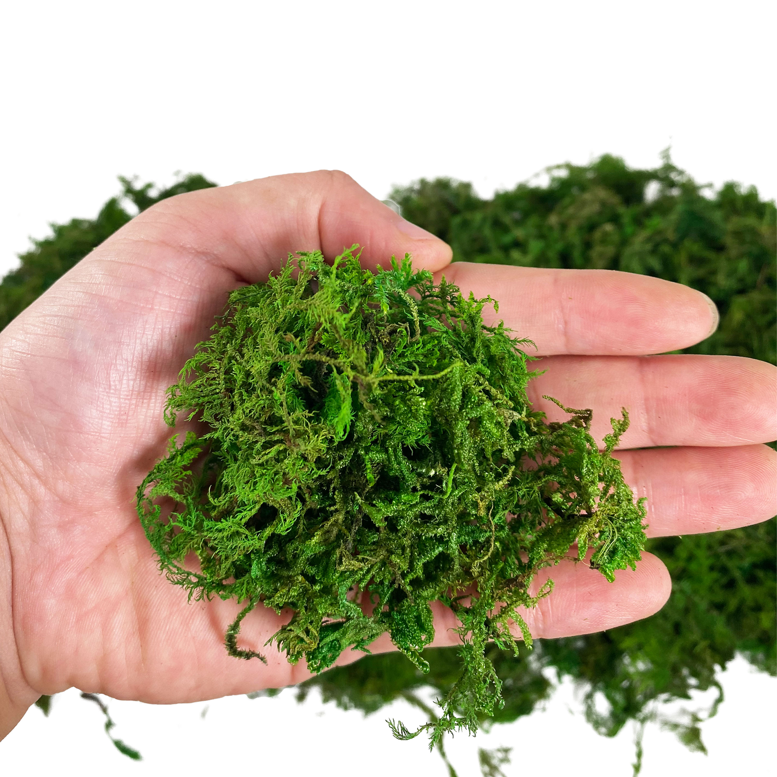Artificial Fake Moss, Craft Mo - Sphagnum Moss Dry reseña y precio