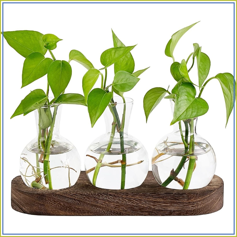 Desktop Plant Propagation Stat - Propagation Station Vase reseña y precio