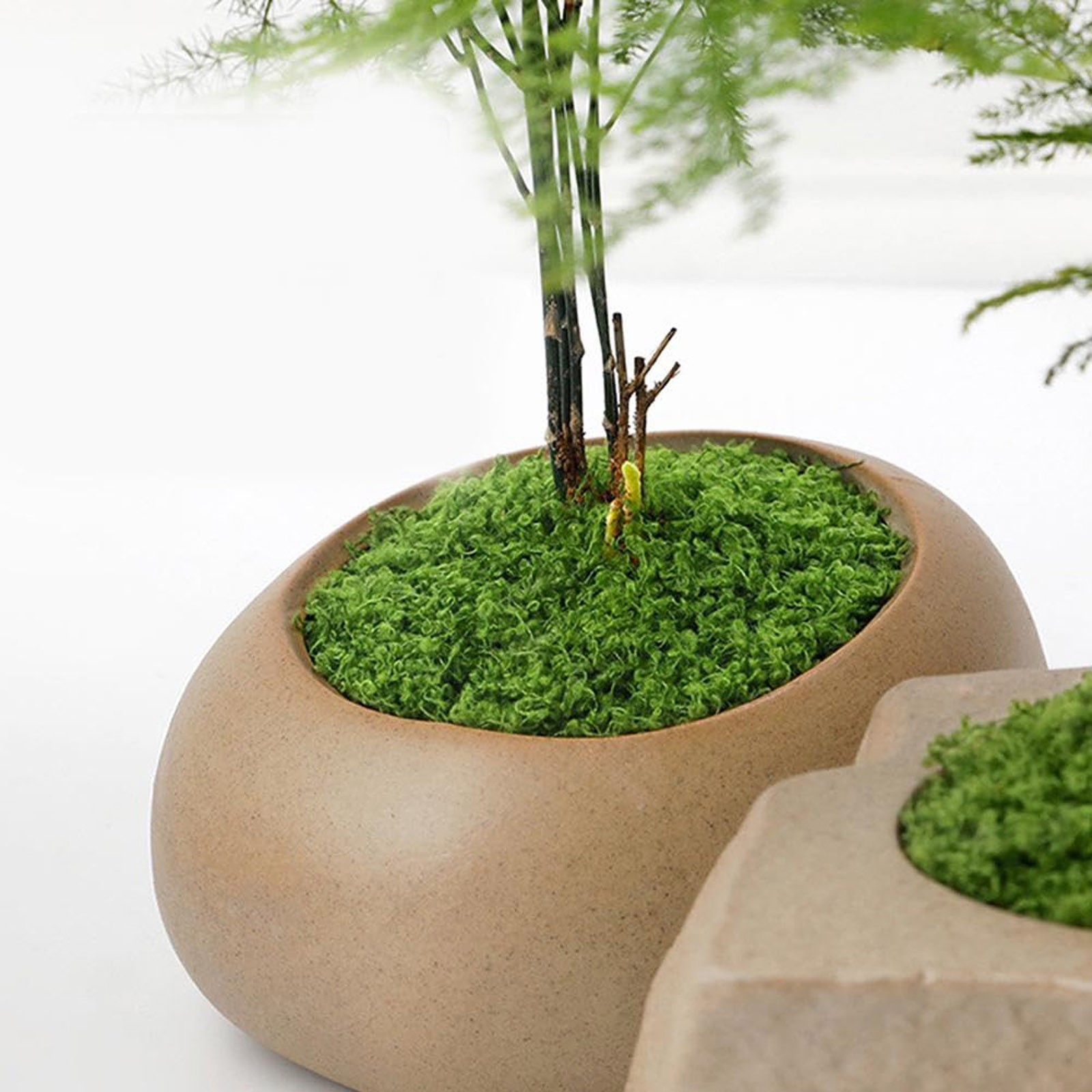 50/200g Artificial Moss For De - Sphagnum Moss Dry reseña y precio