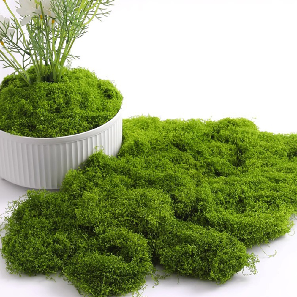 20/40/100g Eternal Life Moss D - Sphagnum Moss Dry reseña y precio