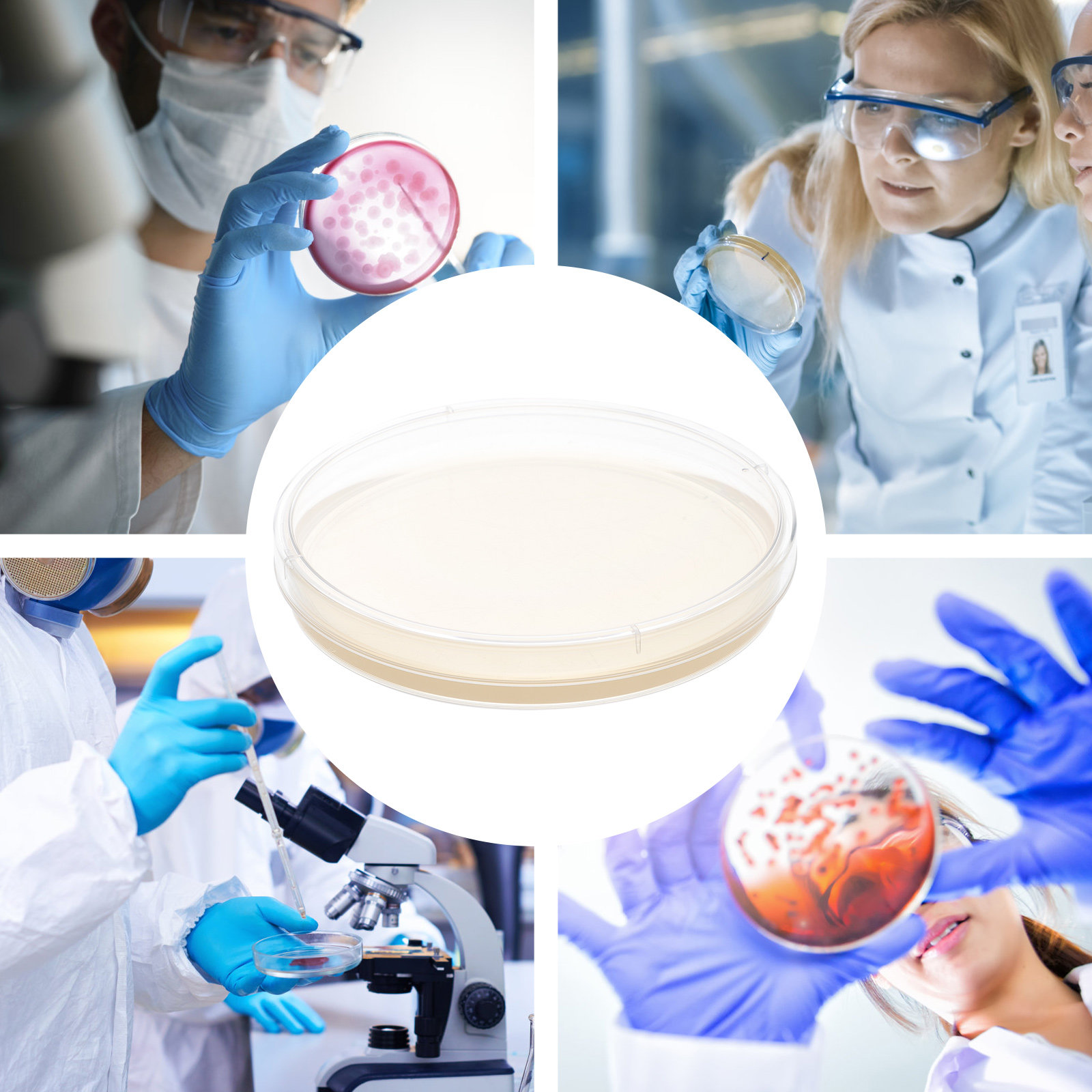 10pcs Nutrient Agar Plates Pre - Agar Tissue Culture reseña y precio