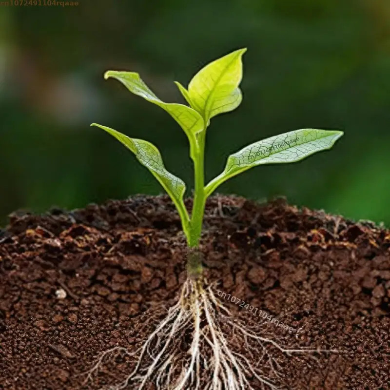 Plant Rooting Powder Indole Bu - Rooting Hormone Powder reseña y precio