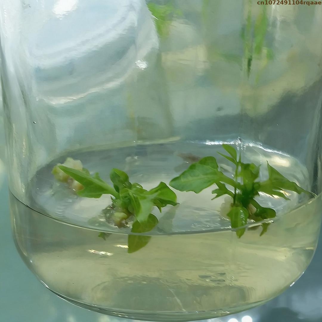Premium Plant Tissue Culture A - Agar Tissue Culture reseña y precio