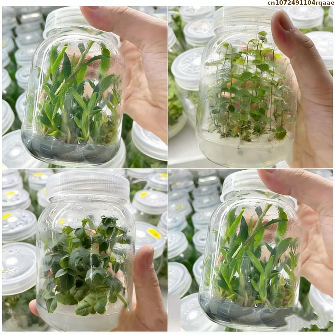 Premium Plant Tissue Culture A - Agar Tissue Culture reseña y precio
