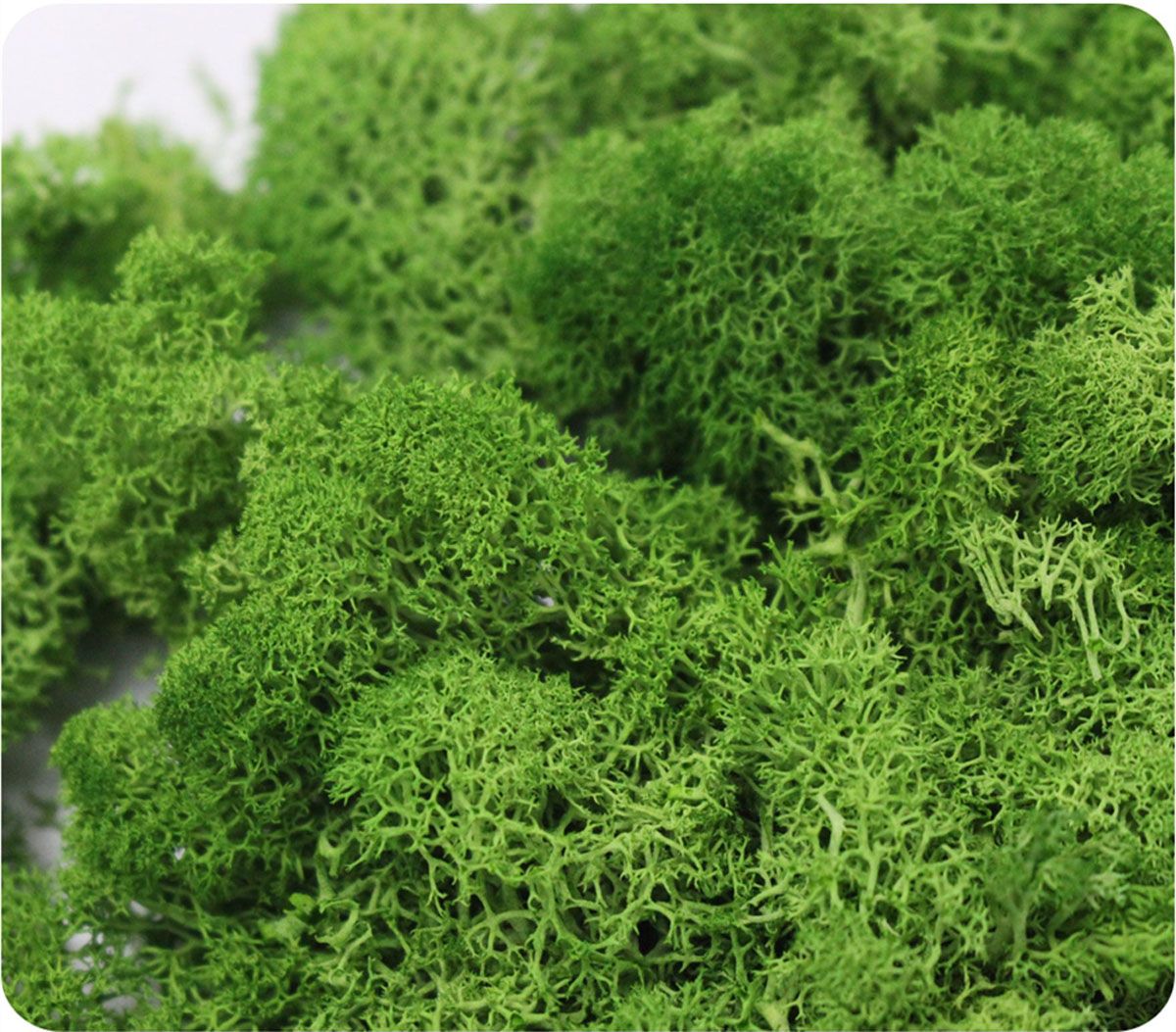 Wedding Accessories Wedding Fl - Sphagnum Moss Dry reseña y precio