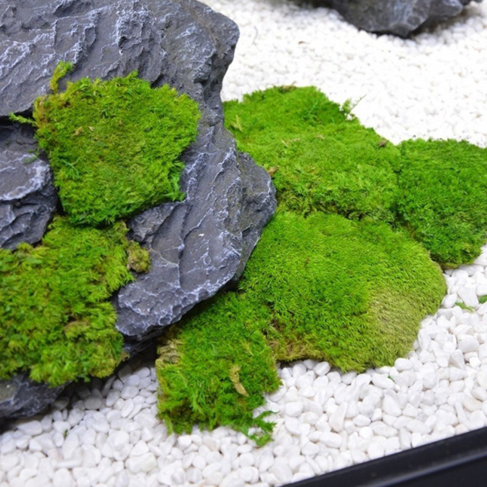 20/80g Eternal Life Moss Grass - Sphagnum Moss Dry reseña y precio