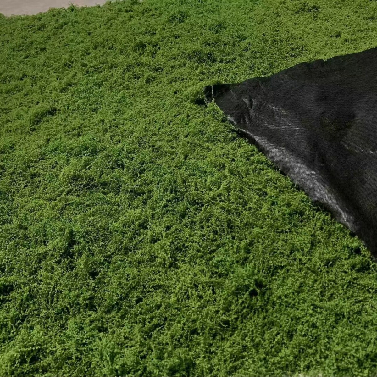 1*1m Fake Moss DIY Crafts Gras - Sphagnum Moss Dry reseña y precio