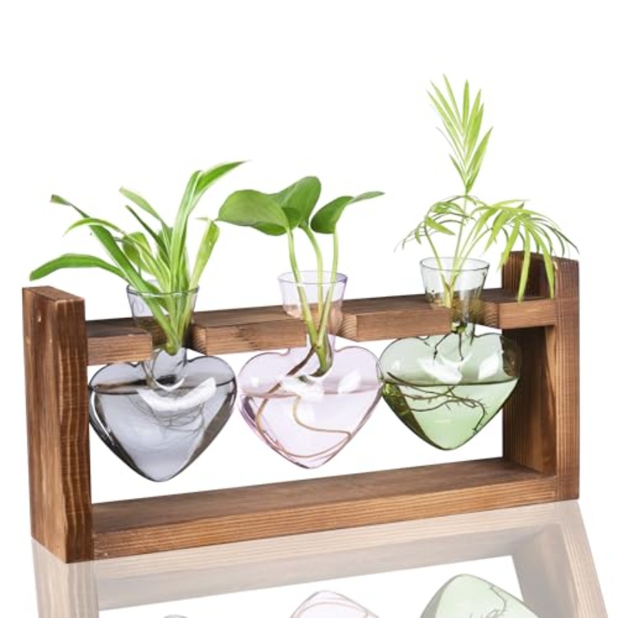 3-Heart Plant Terrarium Kit -  - Propagation Station Vase reseña y precio