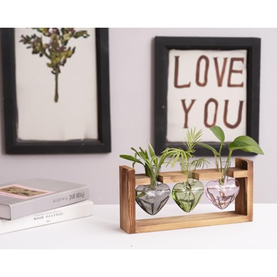 3-Heart Plant Terrarium Kit -  - Propagation Station Vase reseña y precio