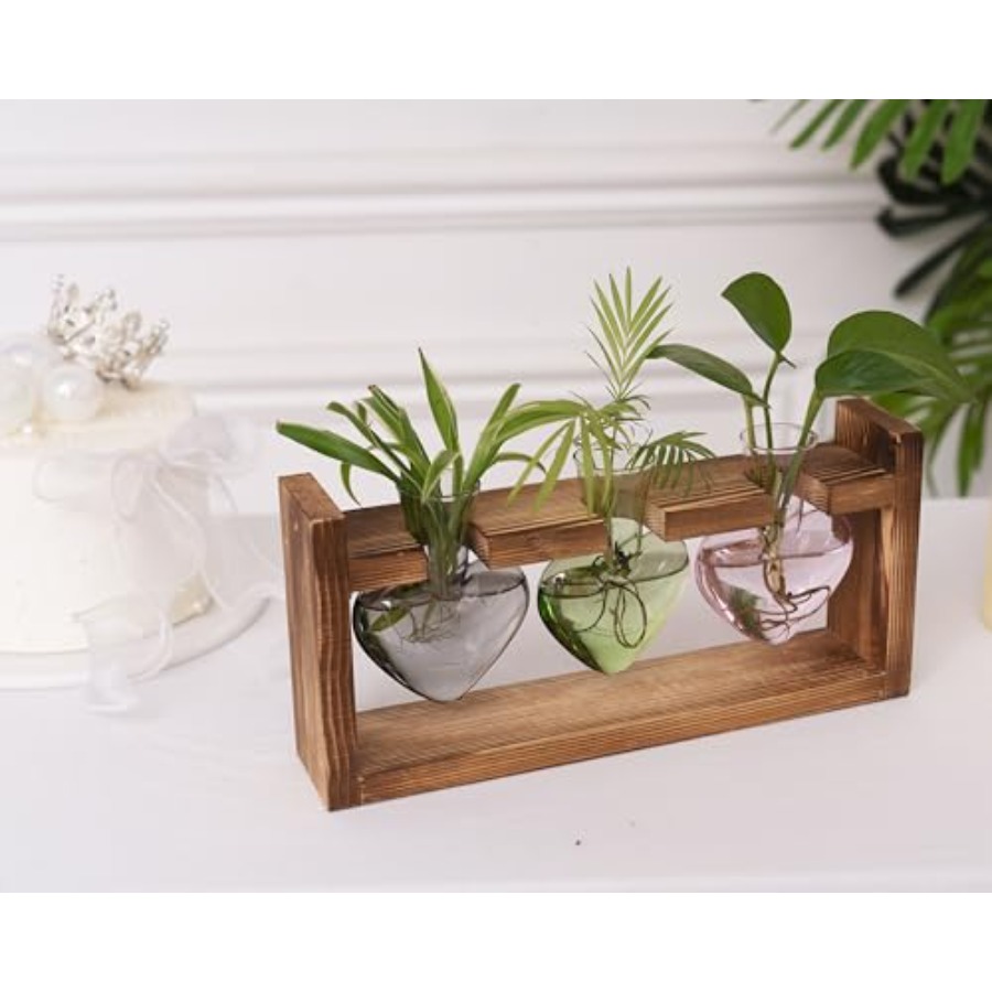 3-Heart Plant Terrarium Kit -  - Propagation Station Vase reseña y precio