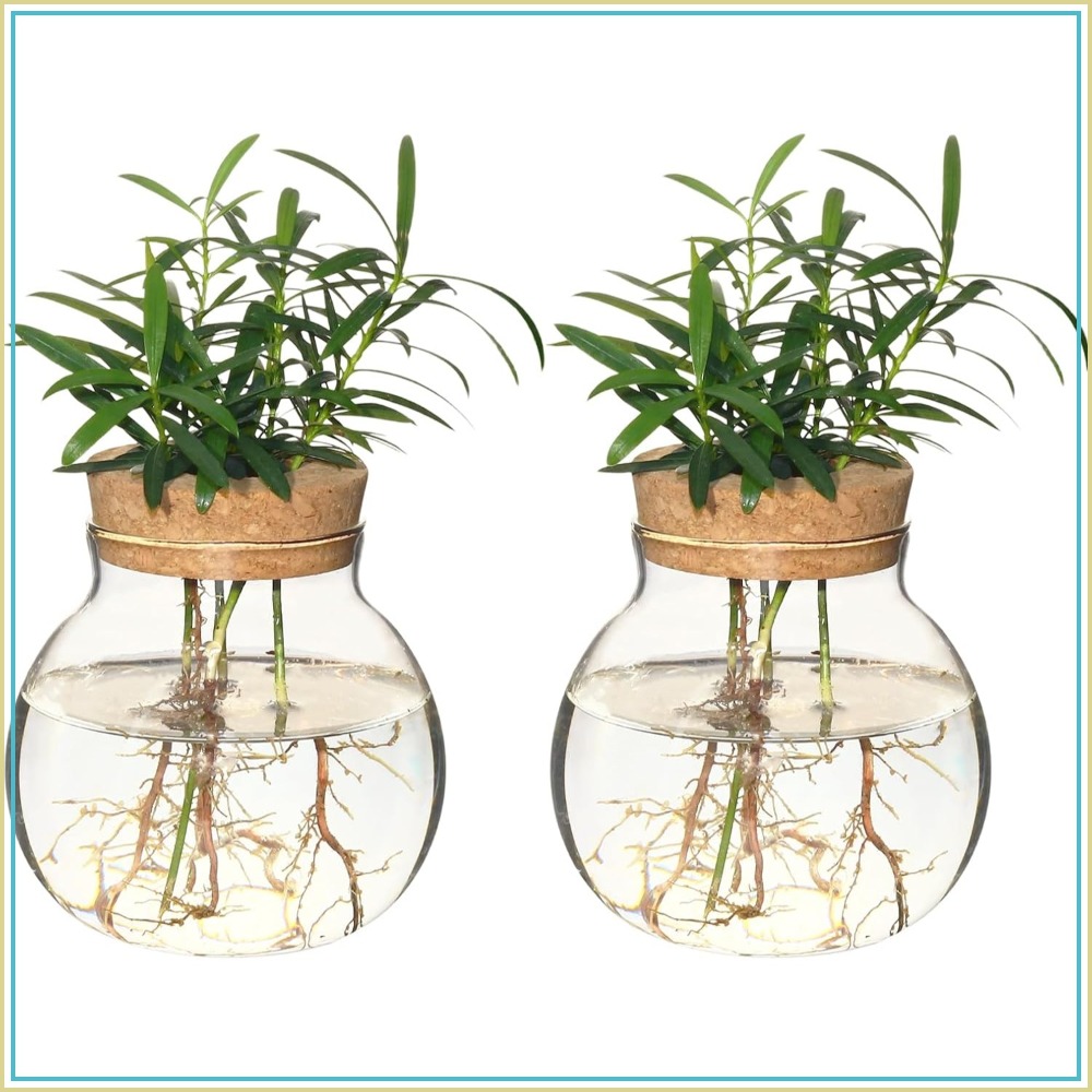 Hydroponic Plant Propagation S - Propagation Station Vase reseña y precio