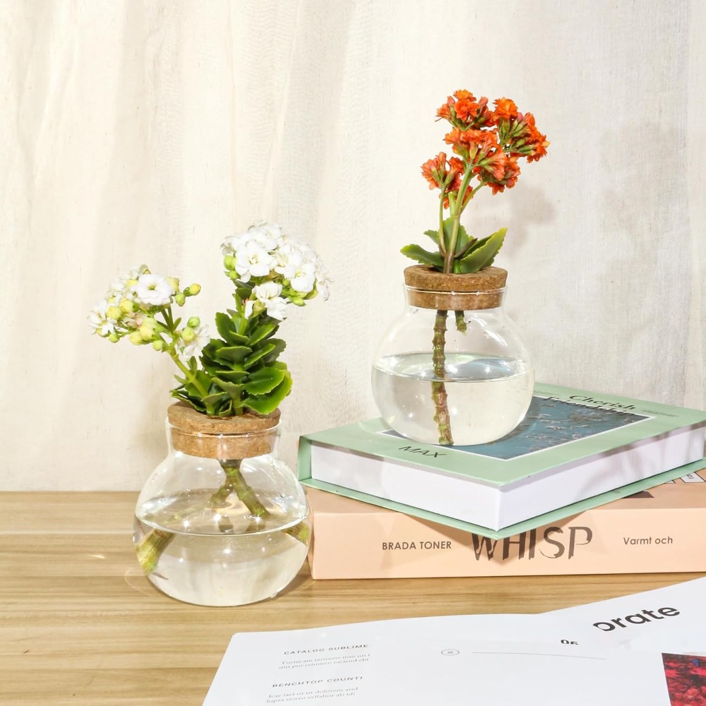 Hydroponic Plant Propagation S - Propagation Station Vase reseña y precio