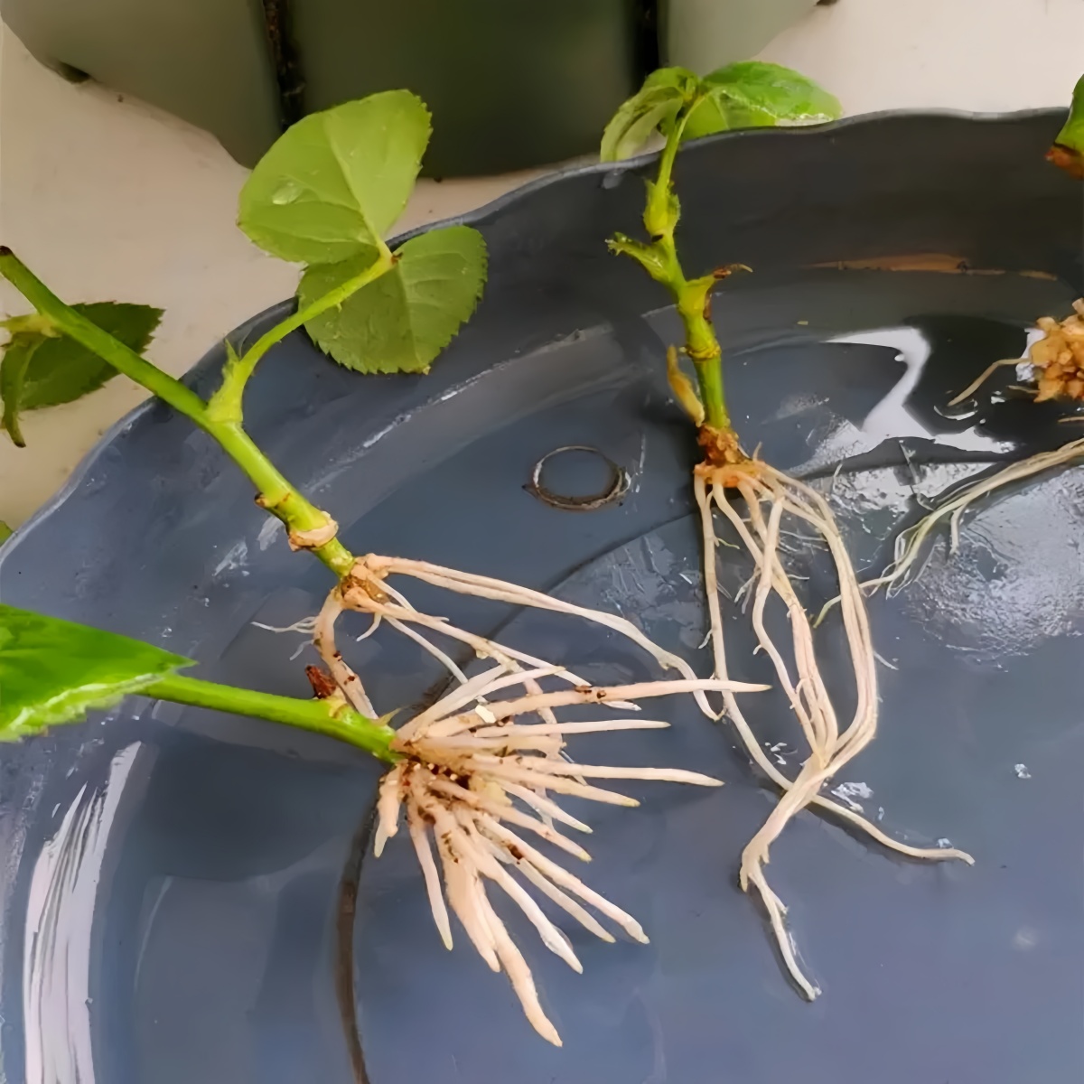 3-indoleacetic Acid IAA Auxina - Rooting Hormone Powder reseña y precio