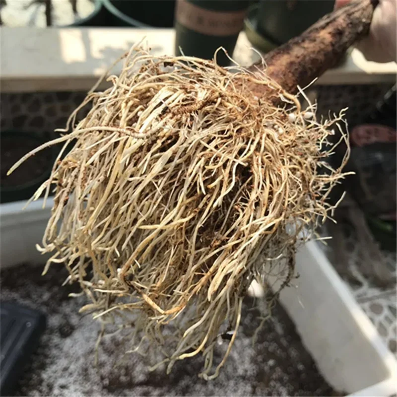 10g Quickly Rooting Powder Hor - Rooting Hormone Powder reseña y precio