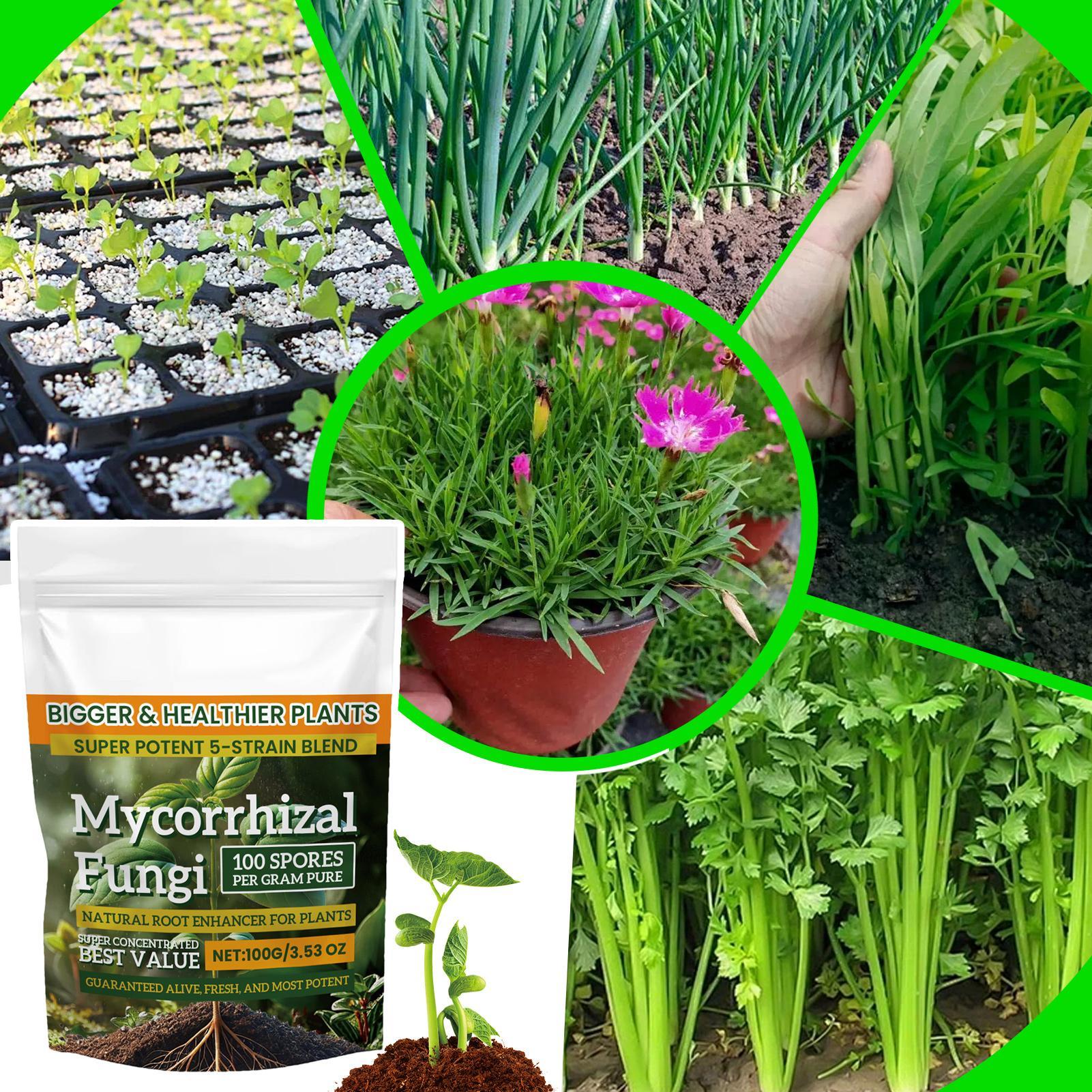 Plant Growth Enhancer Powder 1 - Rooting Hormone Powder reseña y precio