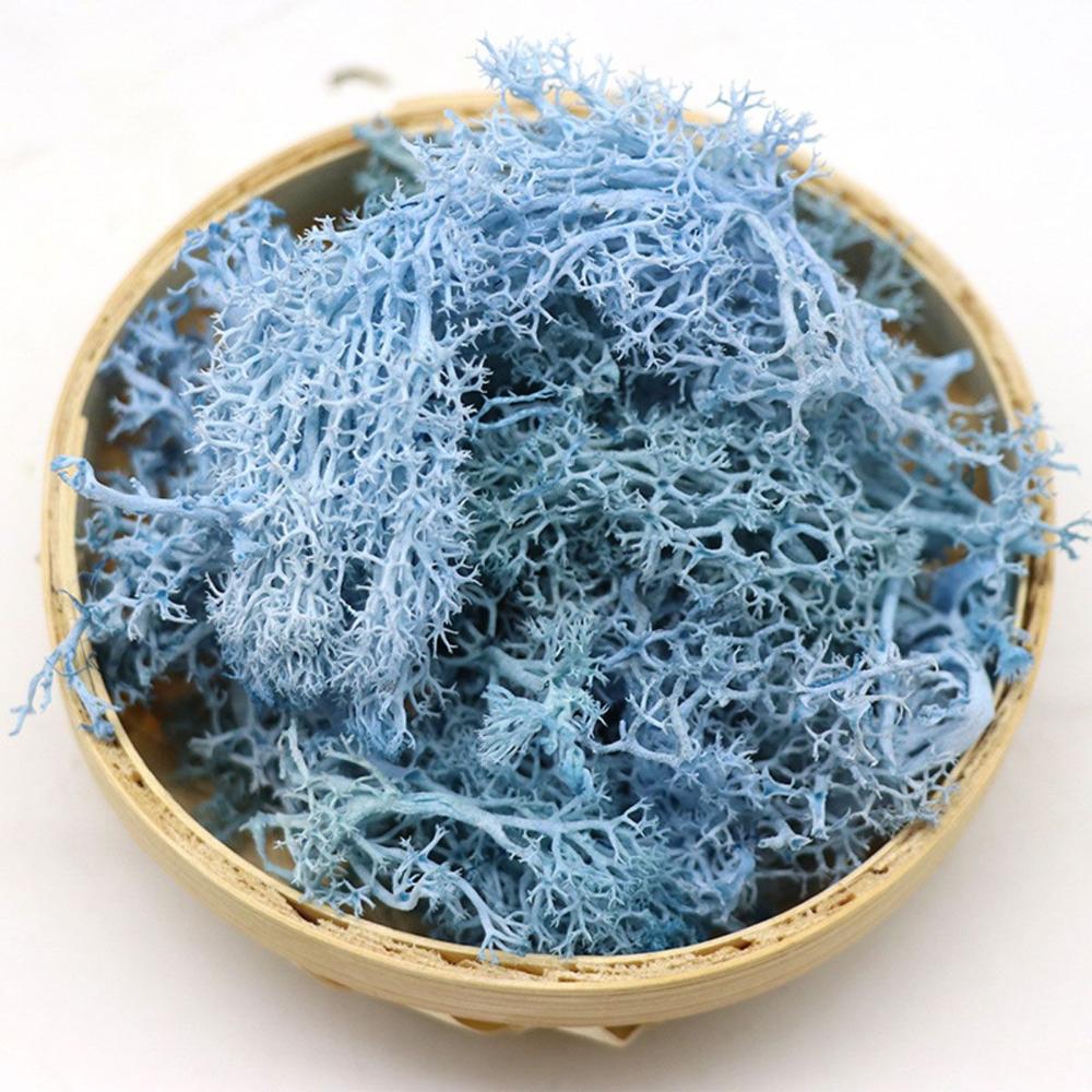 Colorful DIY Home Decor Christ - Sphagnum Moss Dry reseña y precio