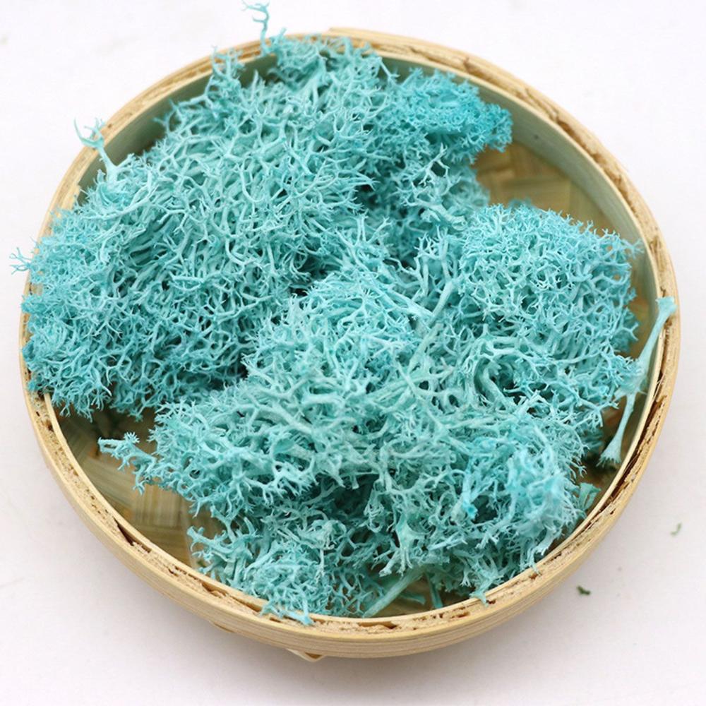 Colorful DIY Home Decor Christ - Sphagnum Moss Dry reseña y precio